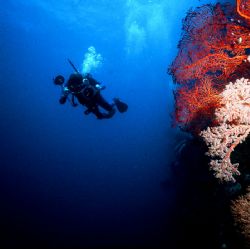 Ngmelis Wall, Palau, Eastern Caroline Islands.  Housed Ni... by Rick Tegeler 